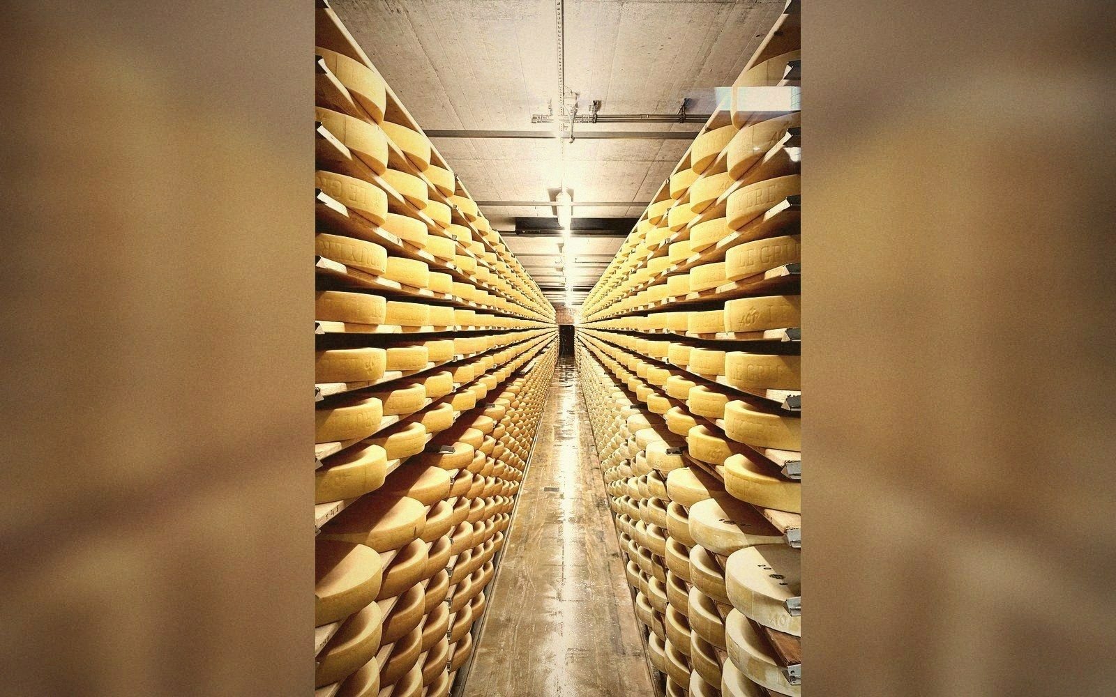 Rows of wheel-shaped cheeses stacked on wooden shelves in a long aging cellar