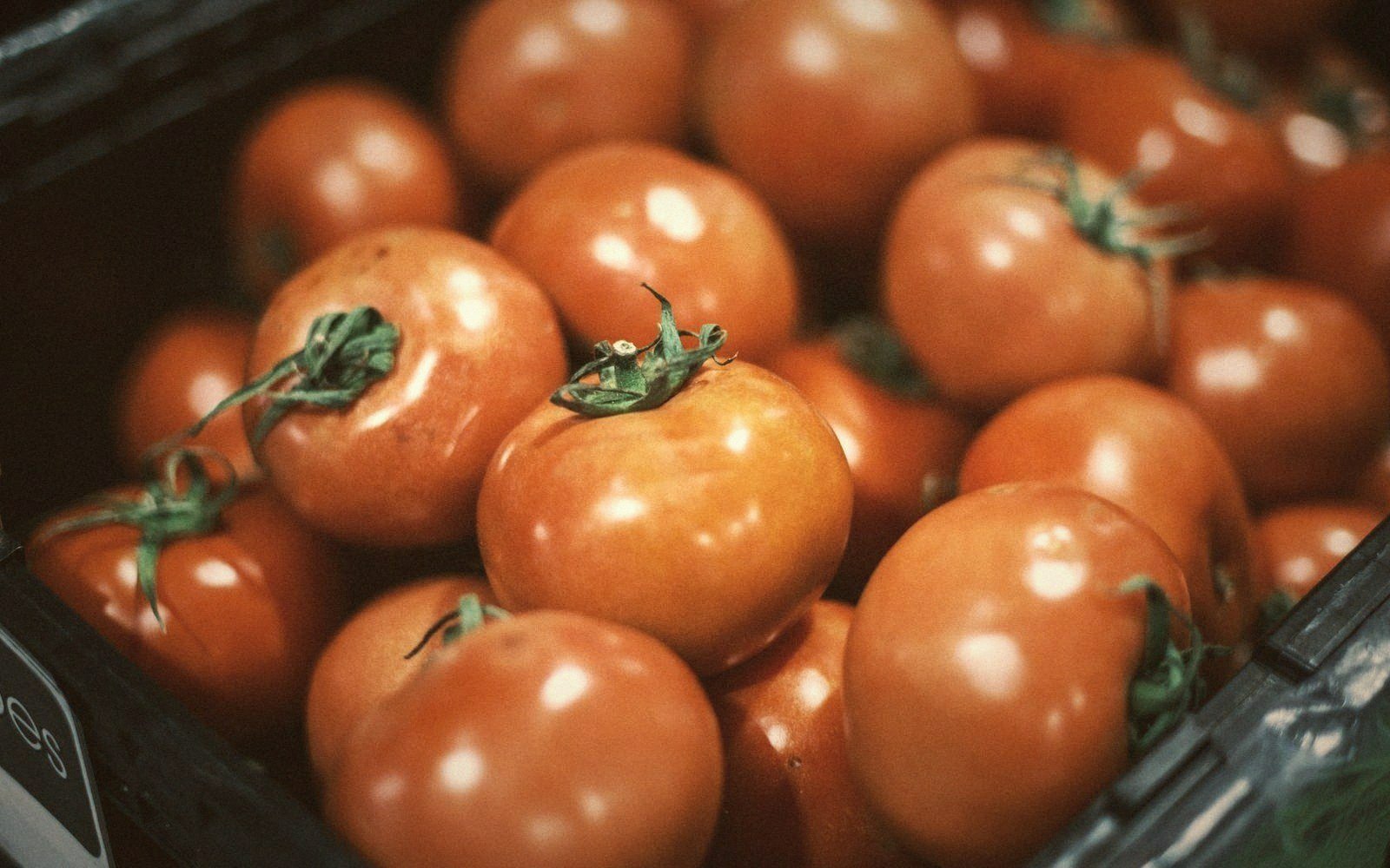 Ripe red tomatoes with green stems piled together in a plastic crate